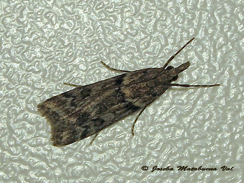 Eudonia sp. ? S, Eudonia angustea